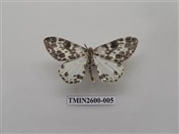 藏品(尺蛾114)的圖片